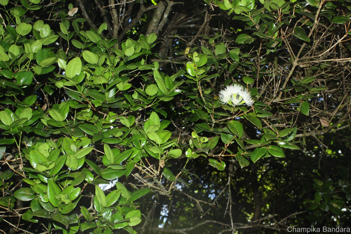 Syzygium fergusonii (Trimen) Gamble